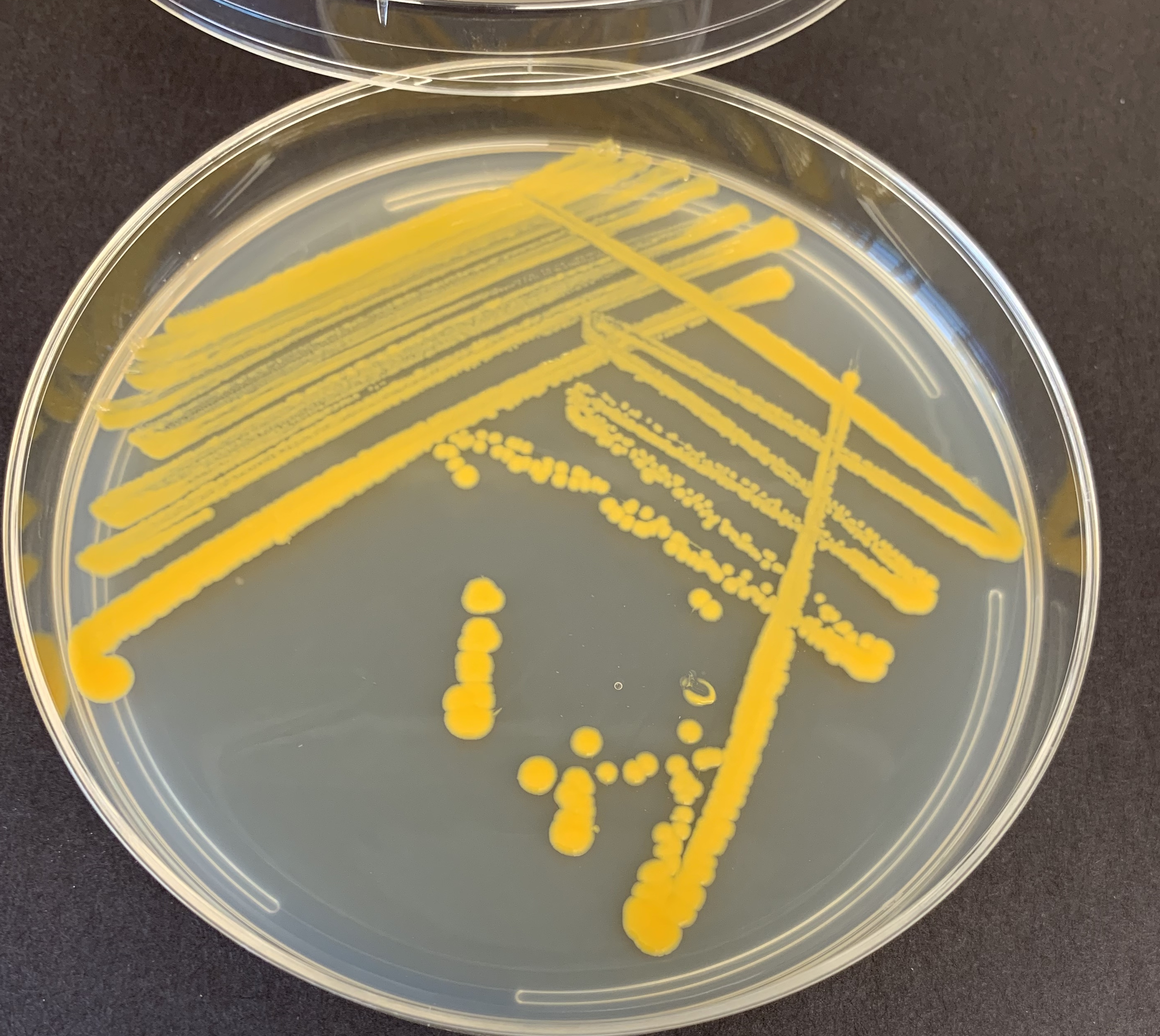 Cheese bacteria